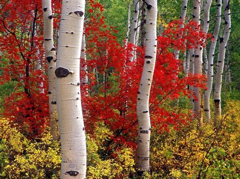 Pin By Martha Banning On Trees Aspen Trees Birch Tree Painting