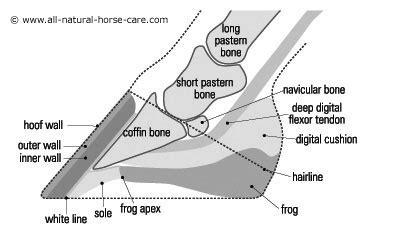 Laminitis in horses