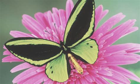 Quinceanera.com | quinceanera dresses, planning, invitations, & more. Beautiful Butterflies at your Party