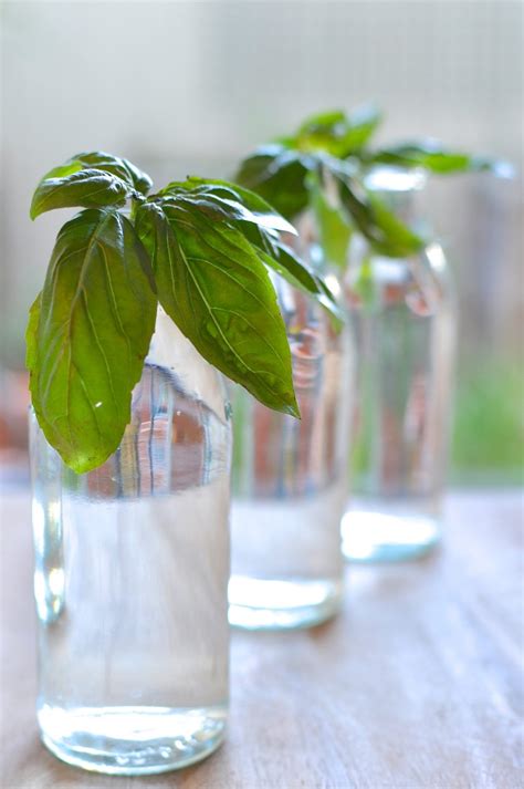 Growing basil in the winter can be challenging because of its preference for hot, humid, sunny days. How to grow basil seedlings from cuttings - Claire K Creations