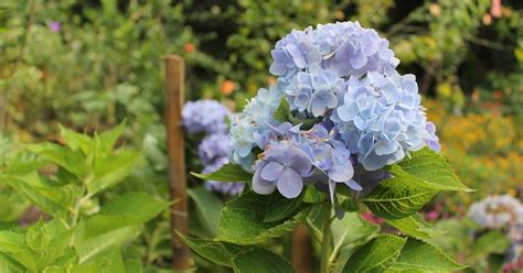 Check spelling or type a new query. FLOWERS IN THE PHILIPPINES: Blue Million Flower