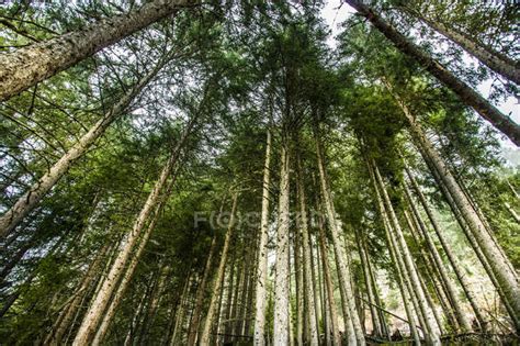 Spruce Trees On Mountain Hill — Daylight Flora Stock Photo 148715789