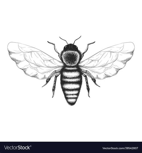 Vintage Hand Drawn Honey Bee Royalty Free Vector Image