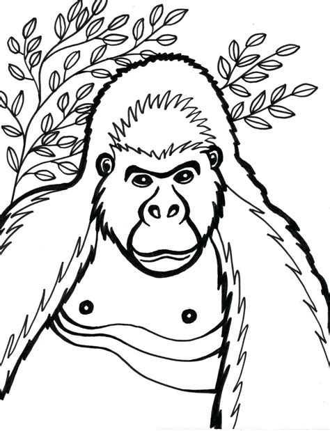 Silverback Gorilla Drawing At Getdrawings Free Download