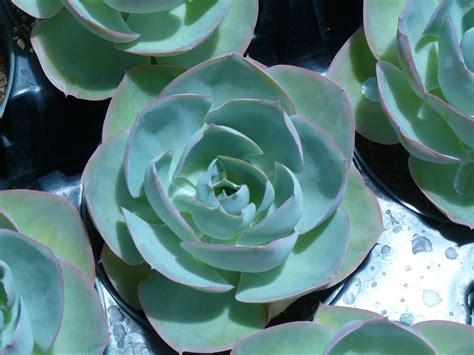 Succulents We Love With Names Succulents Echeveria White Roses