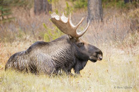 Bull Moose At Rest Steve And Marian Uffman Nature And Travel Photography