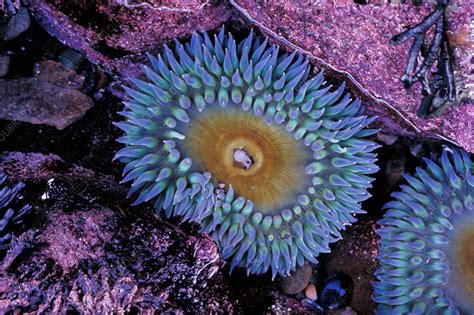 Blue Sea Anemone Stock Image Z1450203 Science Photo Library