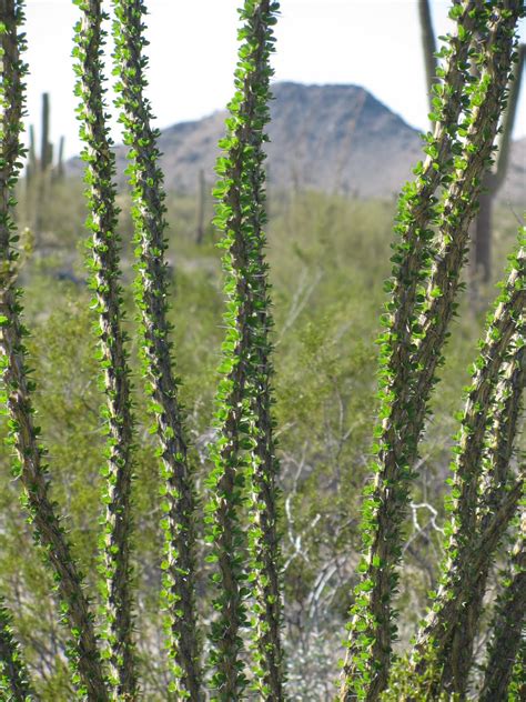 Common plants of the sonoran desert. Desert Delights