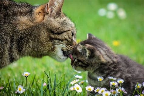 How Do Mother Cats Teach Their Kittens 7 Important Skills All