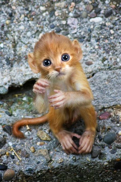 Mittens The Kitten Monkey Hybrid Animal We Wish Existed Unusual Animals Cute Baby Animals