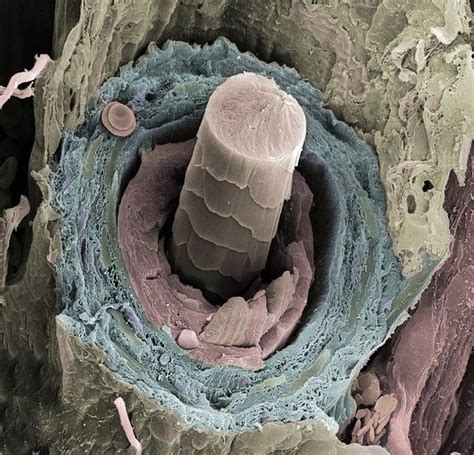 Human Hair Root Microscope
