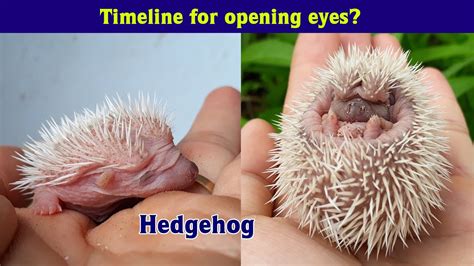 🦔 Baby Hedgehogs Growing Up Hedgehog Pet From Birth To Open Eyes 🦔