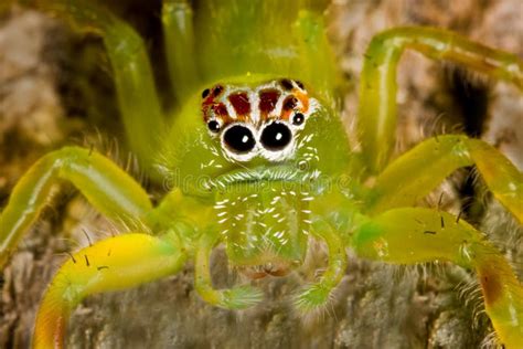 Bright Green Spider Stock Image Image Of Spider Arachnid 10985615