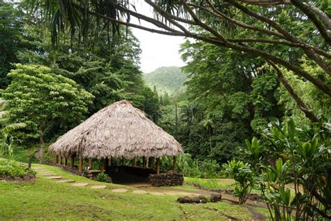 Tropical Hut Structure Hawaii Forest Straw Plant Roof Stock Image