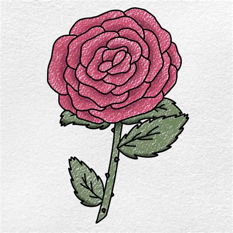 Rose Flower Drawing Step By Best Flower Site