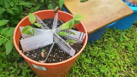 Growing Pawpaw From Seeds P3 Youtube