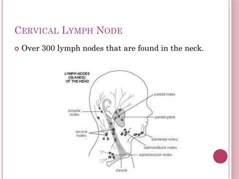 Ppt Endocrine And Lymphatic System Powerpoint Presentation Free