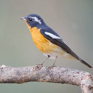 Tips membedakan decu kembang jantan dan betina, decu kembang jantan memiliki warna bulu itam pekat warna perut putih. Decu Kembang Jantan Dan Betina - Daftar Harga Burung Decu ...