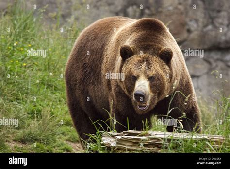 Angry Grizzly Bear Hi Res Stock Photography And Images Alamy