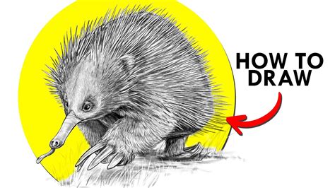 How To Draw An Echidna Youtube