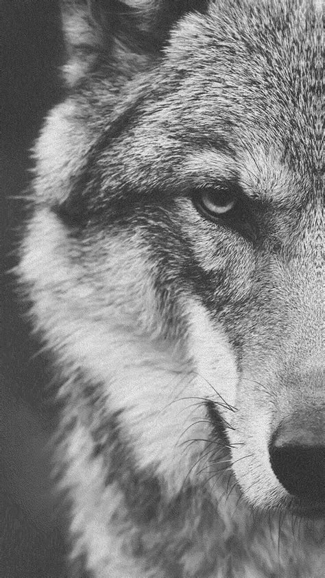 A Black And White Photo Of A Wolfs Face