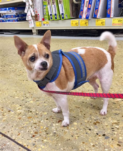 Chihuahua Dog For Adoption In Franklinton La Adn 805253 On