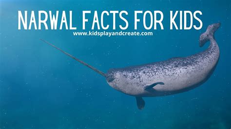 Unicorns Of The Sea Narwhal Facts For Kids Kids Play And Create