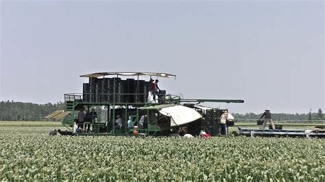South Georgia Sweet Corn Harvest Pt3 Green Circle Farms Youtube