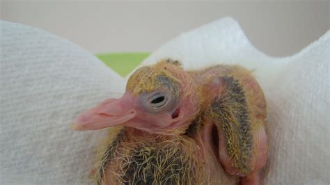 Saving Baby Pigeon Youtube