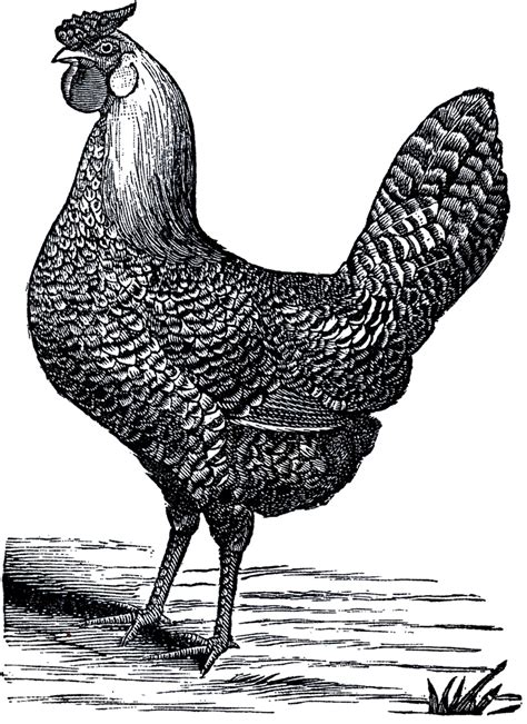 Public Domain Chicken Image The Graphics Fairy