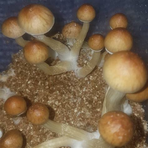 Psilocybe Cubensis For Sale Buy Psilocybe Cubensis5 Discount On Sales