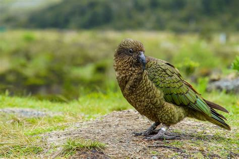 New Zealand Wildlife Holidays Discover The World