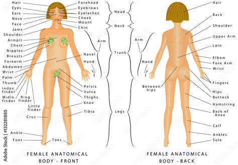 Regions Of Female Body Female Body Front And Back Female Human Body