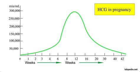 Beta Hcg Level β Hcg Human Chorionic Gonadotropin Hcg