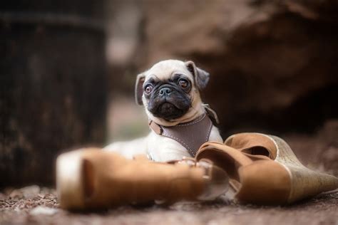 Cool Pug Wallpapers ~ Pug Wallpapers Dog Cute Puppy Background 1920