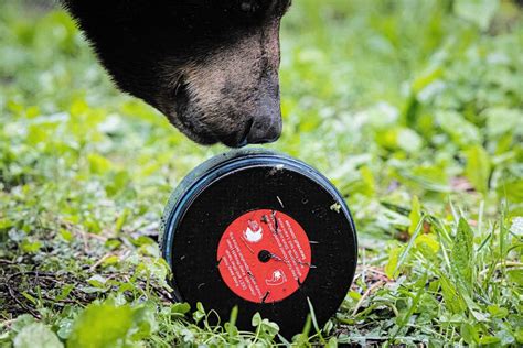 Can Bears Smell Sealed Food Bearvault®