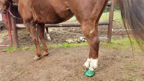 How To Treat An Abscess On Your Horse Hoof Pt2 Youtube
