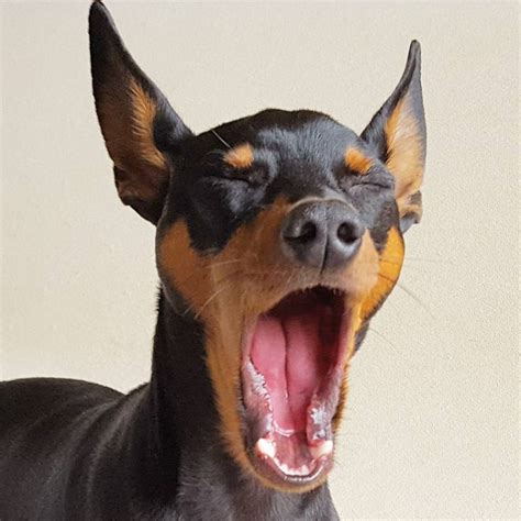 Doberman pinscher differences the doberman pinscher is part of the working dog class which means they were bred to serve a purpose. Miniature Pinscher Max - (@minipinscher_max) | Cute dogs ...