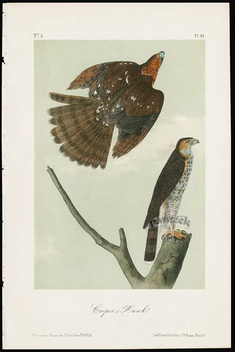 Audubon Birds America Coopers Hawk From Great Value Antique Audubon