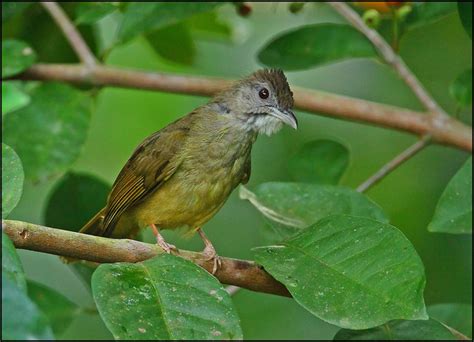 Cucak jenggot mini atau ciung air adalah burung kecil yang mirip dengan cucak jenggot hanya saja ukuranya jauh lebih kecil. Hobby Burung Kicau dan Mancing: Cucak Jenggot Alophoixus ...