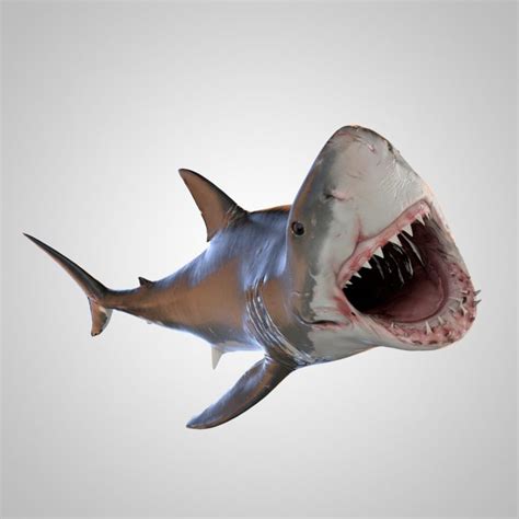 3d Great White Shark Animated Rigged Model 3d Model