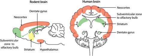 Sites Of Neurogenesis In The Adult Rodent And Human Brain Regions In
