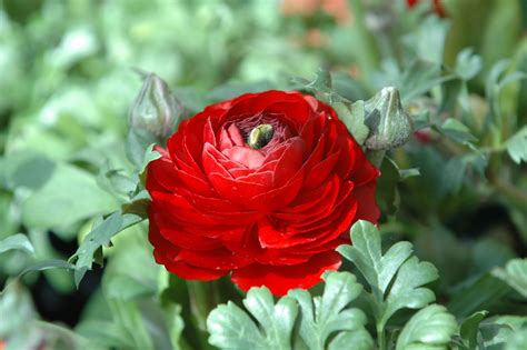 Filechrysanthemum Rose