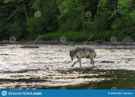 Grey Wolf Canis Lupus Looks Out While Crossing River Summer Stock Photo