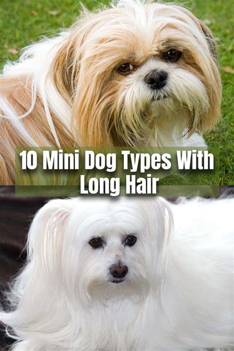 In addition, this famous small long haired dog breeds comes under the category of hypoallergenic dog breed, which means if you are allergic to dogs and. Small Long Haired Dog Breeds List