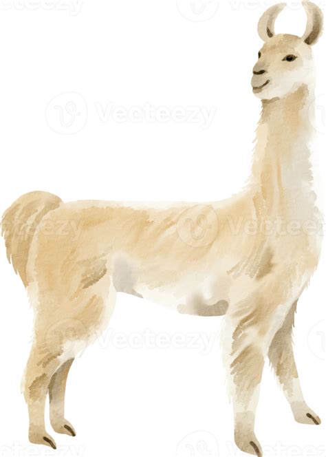 Free Watercolor Llama Clip Art 16540563 Png With Transparent Background