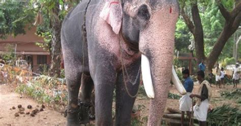 G1 Acusado de assassinato elefante é solto sob fiança na Índia