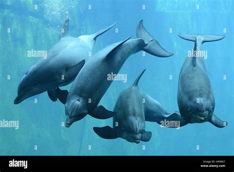 Common Bottlenose Dolphins Tursiops Truncatus Water Front View