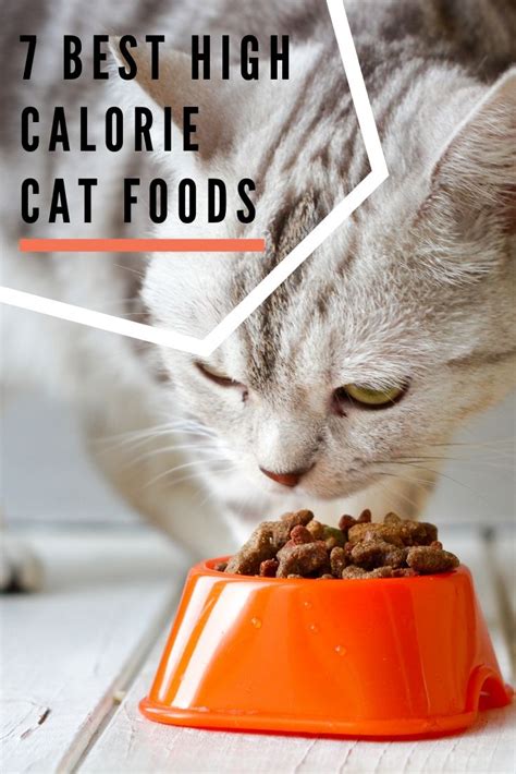Are overweight, according to the association for pet obesity prevention , so cats of a normal weight may seem. 7 Best High Calorie Cat Foods: Our Guide to Help Cats Gain ...