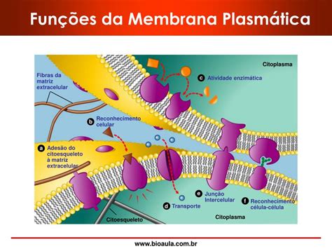 A Membrana Plasmática é Responsável Pela Individualização Das Células
